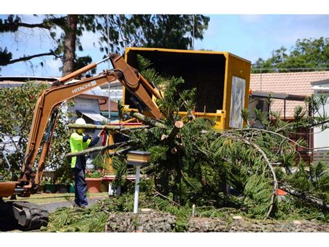 tree stump removal toowoomba|Tree Services .